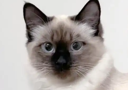 巴厘猫能吃什么水果?千万不要乱给它吃 巴厘猫能吃什么水果?千万不要乱给它吃