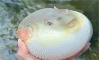 河豚有多少个品种