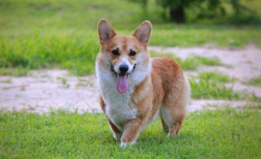 如何鉴别威尔斯柯基犬是否为纯种? 如何鉴别威尔斯柯基犬是否为纯种?