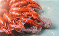 1斤小龙虾有多少肉