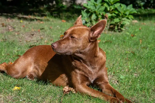 马犬的战斗力究竟有多强? 马犬的战斗力究竟有多强?