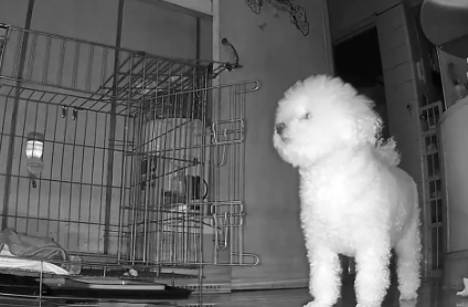 狗狗独自在家19天,每天都在期盼主人回家,重聚时画面让人感动 狗狗独自在家19天,每天都在期盼主人回家,重聚时画面让人感动