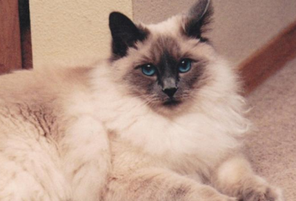 巴厘猫：暹罗猫的优雅变种！