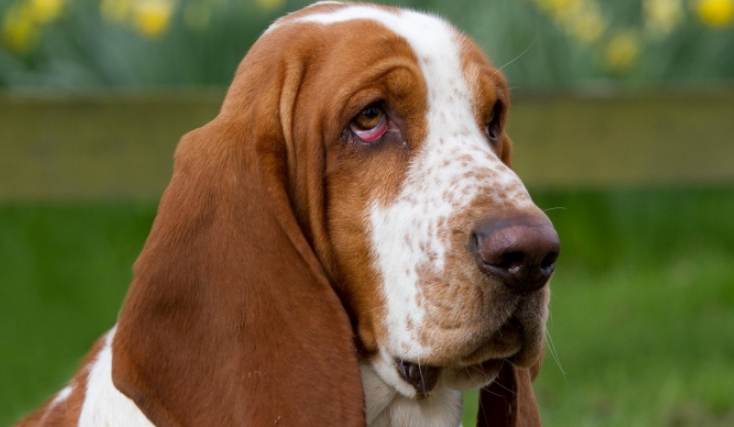 探秘巴吉度犬的奇妙世界! 探秘巴吉度犬的奇妙世界!
