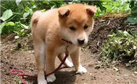 幼犬一天拉5-6次大便正常吗