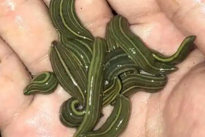 蚂蟥水蛭有什么区别