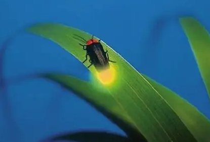 萤火虫分几种