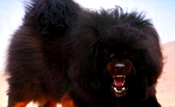 藏獒中的佼佼者——鬼獒，探索世界上最凶猛的犬种