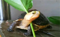 黄缘龟吃蚯蚓吗