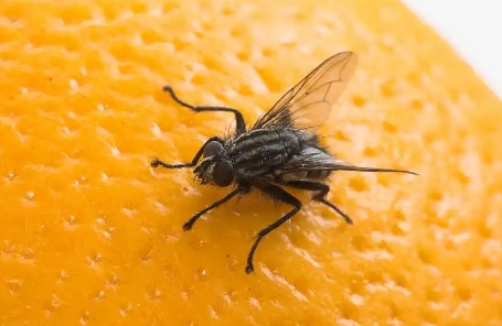如何杀灭果蝇