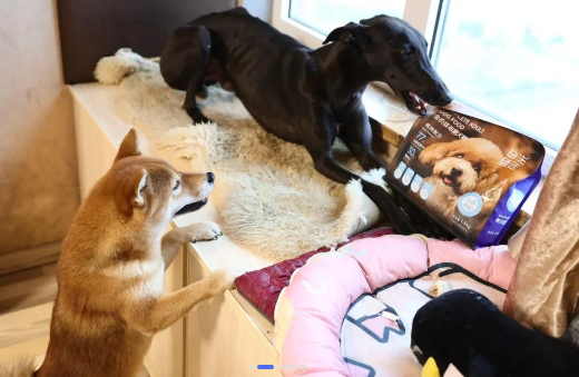 国货之光！靓贝益生臻选犬粮测评
