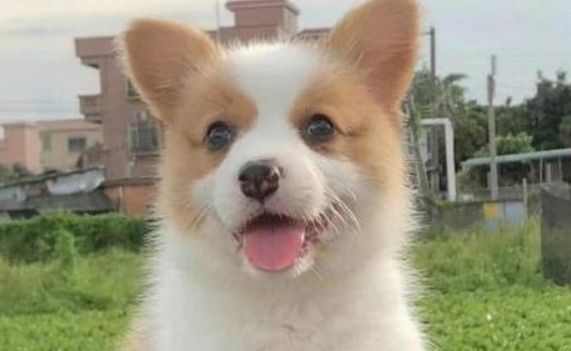 一文介绍威尔斯柯基犬，感兴趣的朋友快来看