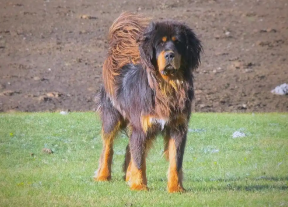 藏獒的历史与现状：从高原守护神到流浪猛兽的转变