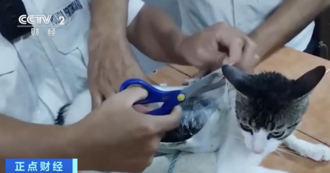 哥斯达黎加一只猫“走私”毒品被抓,此前还有囚犯用信鸽携带毒品入狱 哥斯达黎加一只猫“走私”毒品被抓,此前还有囚犯用信鸽携带毒品入狱