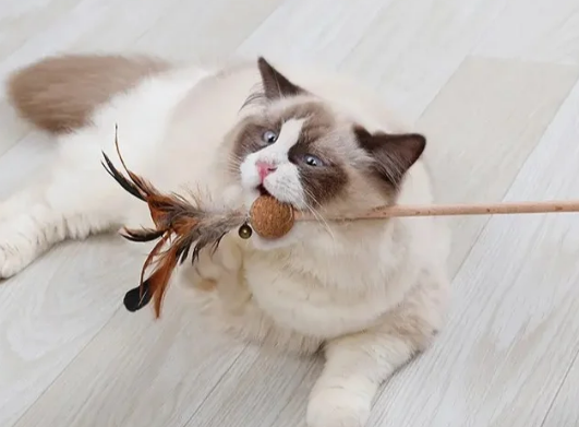 瀚辰逗猫棒玩多了有什么坏处吗 瀚辰逗猫棒玩多了有什么坏处吗