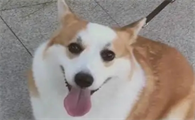 狗能吃出苦味吗