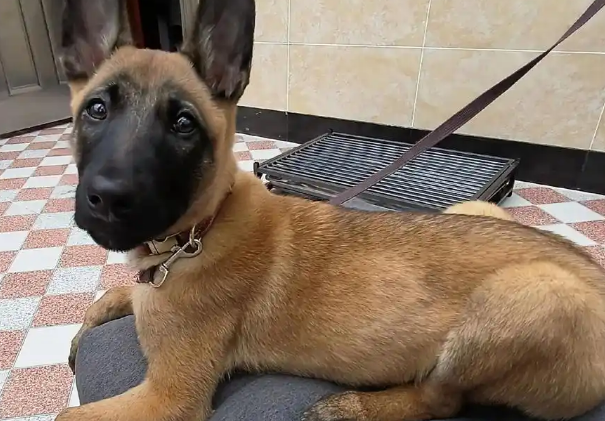 训练马犬:从混种缘起到警犬精英 训练马犬:从混种缘起到警犬精英
