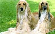 阿富汗猎犬：独特外观与高贵气质的时尚新选择