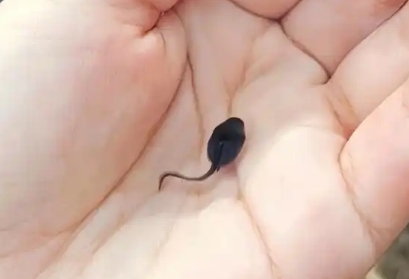 黑色的蝌蚪有毒吗