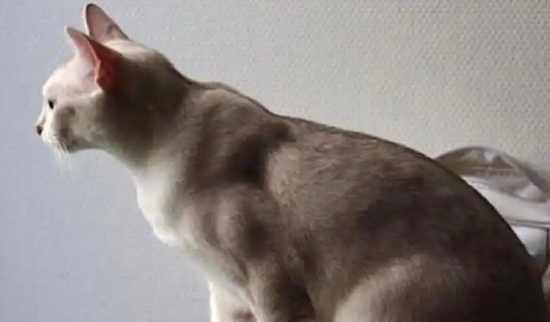 波米拉猫性格好吗?一起来看看吧! 波米拉猫性格好吗?一起来看看吧!