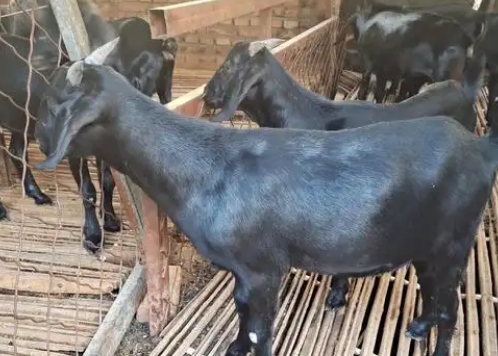 努比亚黑山羊哪种好 努比亚黑山羊哪种好