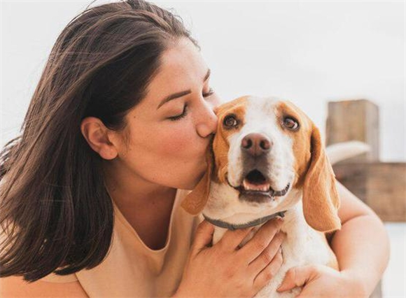 比格犬能活多久？揭秘长寿秘籍