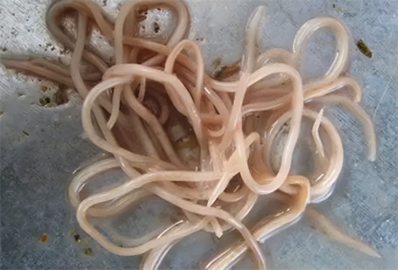 生吃南瓜子能驱蛔虫吗