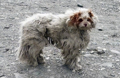 从无人区救回来的狗狗，担心再被抛弃，狂追好心人车子数公里