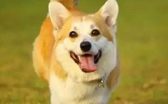 威尔斯柯基犬的饲养注意事项，你知道多少？