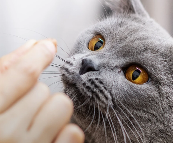 探索卫仕猫草片的奥秘：为猫咪的健康生活添一抹绿意