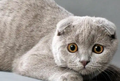 苏格兰猫:苏格兰猫品种的起源、独特性、特征和性格的历史 苏格兰猫:苏格兰猫品种的起源、独特性、特征和性格的历史