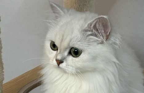 给猫看个病花费2000多元! 给猫看个病花费2000多元!