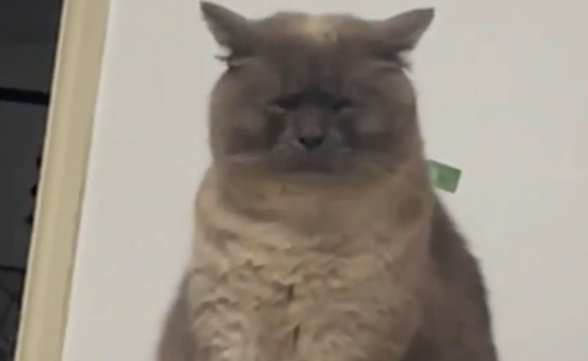 猫咪表情愁眉苦脸笑翻众人。网友:好命苦的感觉 猫咪表情愁眉苦脸笑翻众人。网友:好命苦的感觉