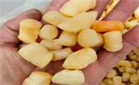 扇贝的瑶柱怎么做好吃