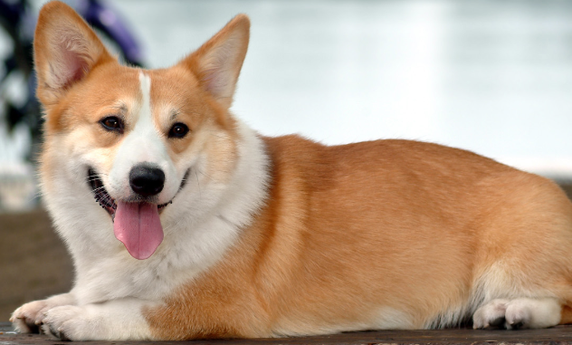威尔斯柯基犬的挑选指南:从外貌到性格全面分析 威尔斯柯基犬的挑选指南:从外貌到性格全面分析