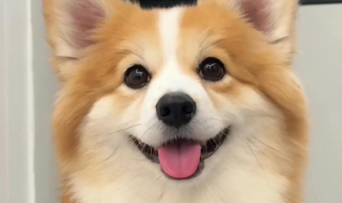 一文介绍威尔斯柯基犬，感兴趣的朋友快来看