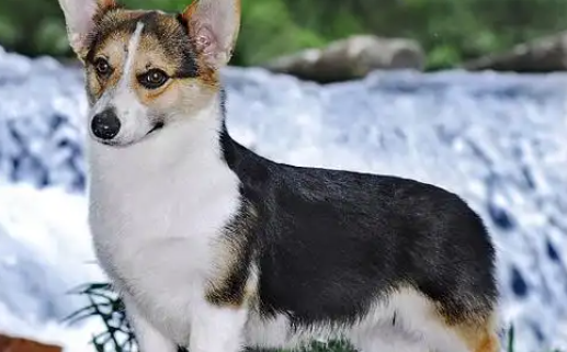 威尔斯柯基犬有什么魅力？为何如此受铲屎官的喜爱？