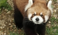小熊猫为什么叫熊猫