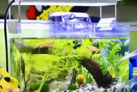 刚出生小孔雀鱼的分缸饲养必要性与风险分析