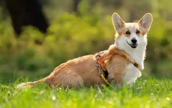 威尔斯柯基犬的秘密:为什么它成为狗狗界的顶流? 威尔斯柯基犬的秘密:为什么它成为狗狗界的顶流?