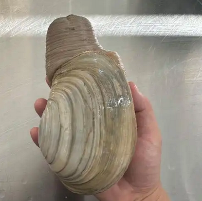 象拔蚌产地哪里最好吃