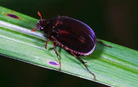 金龟子的腐食性生态功能与清道夫角色