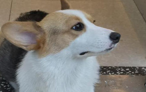 威尔斯柯基犬的智商高吗？排名是多少？