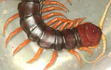 什么样的蜈蚣是有毒的