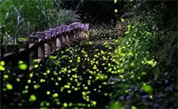 萤火虫怎么指路
