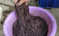 黑蚯蚓怎么挂钩