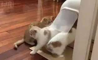 猫咪排队上厕所，一只猫的举动亮了：能快点吗？