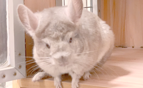 龙猫掉毛的原因有哪些？这些解决办法需谨记