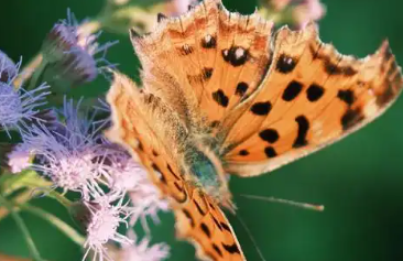 毛毛虫变蝴蝶叫什么