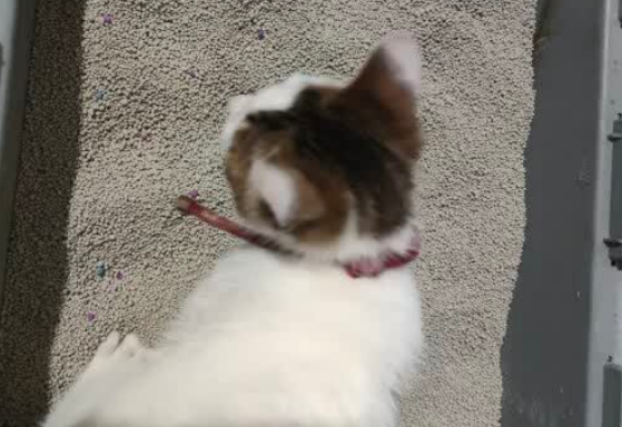 用灵通猫膨润土猫砂，让你的猫快乐又健康